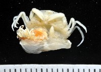 中華淺鰓虱藏品圖，第14張