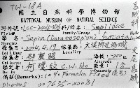 叉尾烏賊藏品圖，第8張