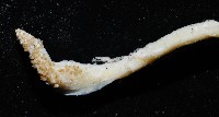 叉尾烏賊藏品圖，第4張