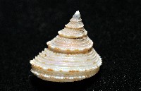 麗口螺之一種藏品圖，第6張