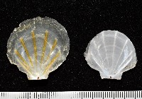 大光芒海扇蛤藏品圖，第2張