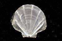大光芒海扇蛤藏品圖，第3張