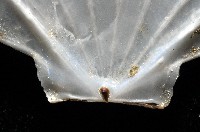 大光芒海扇蛤藏品圖，第4張