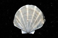 大光芒海扇蛤藏品圖，第5張