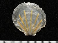 大光芒海扇蛤藏品圖，第6張
