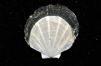 大光芒海扇蛤藏品圖，第7張