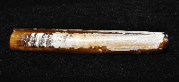 大刀蟶藏品圖，第4張