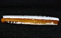 大刀蟶藏品圖，第5張