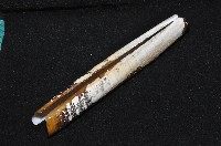 大刀蟶藏品圖，第6張