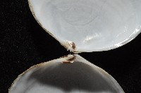 淺溝蛤藏品圖，第7張