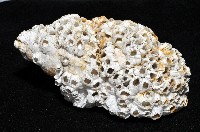 歐洲峨螺藏品圖，第2張