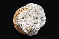 歐洲峨螺藏品圖，第3張