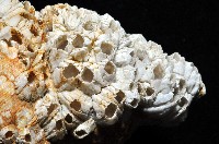 歐洲峨螺藏品圖，第7張