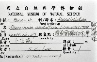 歐洲峨螺藏品圖，第8張