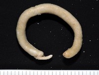 未知種腹溝綱新月貝藏品圖，第1張