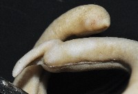 未知種腹溝綱新月貝藏品圖，第5張