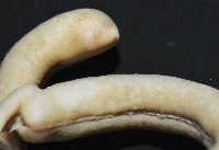未知種腹溝綱新月貝藏品圖，第6張