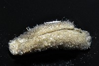 未知種毛刺新月貝藏品圖，第2張