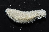 未知種毛刺新月貝藏品圖，第3張