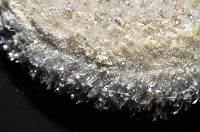 未知種毛刺新月貝藏品圖，第5張