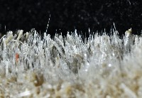 未知種毛刺新月貝藏品圖，第6張