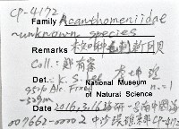 未知種毛刺新月貝藏品圖，第8張