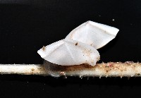 平滑大茗荷藏品圖，第7張
