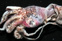 未知種皮羅魷魚藏品圖，第2張