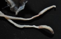 未知種皮羅魷魚藏品圖，第3張