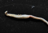 未知種皮羅魷魚藏品圖，第4張