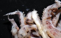 未知種皮羅魷魚藏品圖，第5張