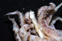 未知種皮羅魷魚藏品圖，第6張