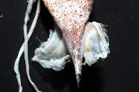 未知種皮羅魷魚藏品圖，第7張