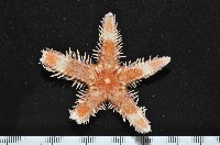 多棘槭海星藏品圖，第4張