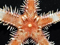 多棘槭海星藏品圖，第5張