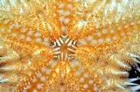 多棘槭海星藏品圖，第6張