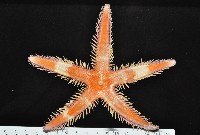 多棘槭海星藏品圖，第7張