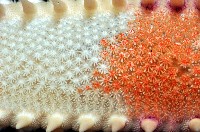 多棘槭海星藏品圖，第8張