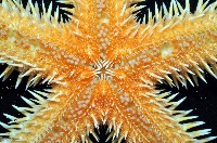 多棘槭海星藏品圖，第12張