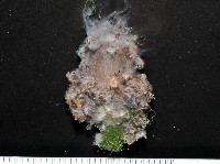 印紋花盤海葵藏品圖，第1張