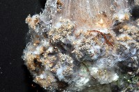 印紋花盤海葵藏品圖，第2張