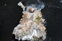 印紋花盤海葵藏品圖，第3張