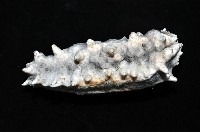 方柱翼手參藏品圖，第2張