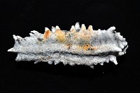 方柱翼手參藏品圖，第3張