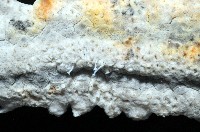 方柱翼手參藏品圖，第5張