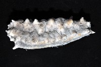 方柱翼手參藏品圖，第6張