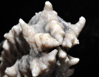 方柱翼手參藏品圖，第7張
