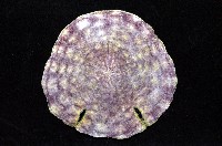 裂邊毛餅海膽藏品圖，第2張