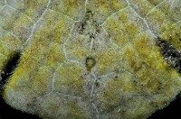 裂邊毛餅海膽藏品圖，第7張