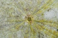裂邊毛餅海膽藏品圖，第8張